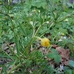 Ranunculus auricomus leaf picture by Ana (cc-by-sa)