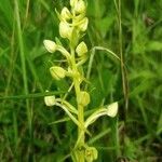 Platanthera chlorantha fruit picture by Jason Fiant (cc-by-sa)