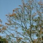 Erythrina poeppigiana habit picture by Daniel Barthelemy (cc-by-nc)