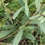 Gaillardia pulchella leaf picture by Nicolas Remeur (cc-by-sa)