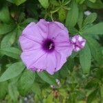 Ipomoea cairica flower picture by Emma Franklin (cc-by-sa)