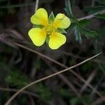 Potentilla hirta flower picture by Jérémi EVANO (cc-by-sa)