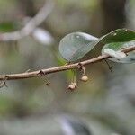 Phyllanthus phillyreifolius fruit picture by P. Bonnet (cc-by-sa)