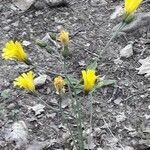 Hieracium glaucinum habit picture by Fabrice Mélet (cc-by-sa)