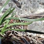 Allium lusitanicum habit picture by Yoan MARTIN (cc-by-sa)