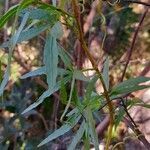 Cissus palmata leaf picture by Trap Hers (cc-by-sa)