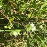 Stellaria media flower picture by Karczewski Verena (cc-by-sa)