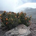 Chuquiraga jussieui habit picture by Fabien Anthelme (cc-by-sa)