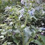 Borago officinalis habit picture by ophrys bourdon (cc-by-sa)