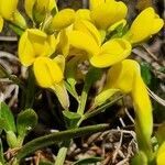 Genista januensis flower picture by Jani Zadrgal (cc-by-sa)