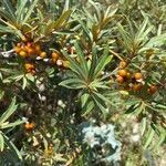 Hippophae rhamnoides flower picture by Christelle DAVID (cc-by-sa)