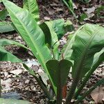 Philodendron wendlandii habit picture by Hervé Goëau (cc-by-sa)