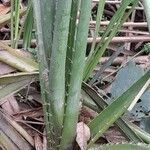 Eryngium mesopotamicum leaf picture by Trap Hers (cc-by-sa)