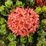 Ixora coccinea flower picture by Edwin van Gorp (cc-by-sa)