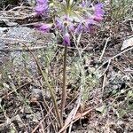 Allium campanulatum habit picture by Muscariaman (cc-by-sa)