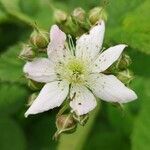 Rubus caesius flower picture by Georges Peyre (cc-by-sa)