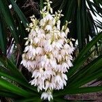 Yucca aloifolia flower picture by Fernández Josu (cc-by-sa)