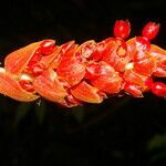 Renealmia pluriplicata flower picture by Nelson Zamora Villalobos (cc-by-nc)