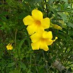 Allamanda cathartica flower picture by irshad alam (cc-by-sa)