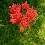 Hibiscus schizopetalus flower picture by Mama Wimbo (cc-by-sa)