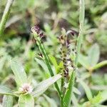 Paspalum distichum flower picture by Mehmudul Mehmudul Islam Ansary (cc-by-sa)