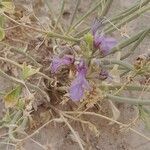 Teucrium oliverianum flower picture by M. Hedayat (cc-by-sa)