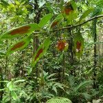 Nematanthus fritschii fruit picture by Renato Lima (cc-by-nc-sa)