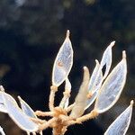 Draba hallii fruit picture by Fabien Anthelme (cc-by-sa)