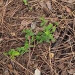 Stachys recta habit picture by Wouter de Croon (cc-by-sa)