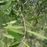 Melaleuca quinquenervia leaf picture by Matthew Brown (cc-by-sa)