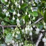 Vaccinium stamineum flower picture by Eli Small (cc-by-sa)