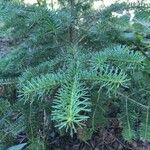 Abies balsamea leaf picture by Ken Wreggitt (cc-by-sa)