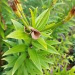 Lilium lancifolium leaf picture by Kaylee Ropson (cc-by-sa)