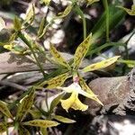 Epidendrum stamfordianum flower picture by Dario Sonetti (cc-by-sa)