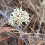 Helichrysum globosum flower picture by susan brown (cc-by-sa)