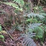 Lomatia ferruginea habit picture by Daniel Barthelemy (cc-by-nc)