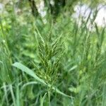 Bromus hordeaceus flower picture by nicolas Francois (cc-by-sa)