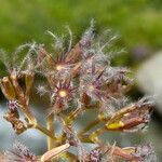 Valeriana apula fruit picture by Llandrich anna (cc-by-sa)