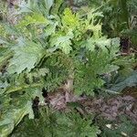 Senecio lividus habit picture by Ahmed Yousfi (cc-by-sa)