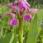 Orchis spitzelii flower picture by Kathy Nope (cc-by-sa)