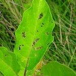 Solanum subinerme leaf picture by Denis Bastianelli (cc-by-sa)