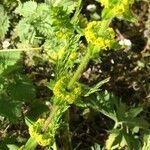 Cruciata laevipes habit picture by Denise de Lassat (cc-by-sa)