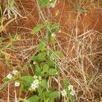 Lantana viburnoides habit picture by susan brown (cc-by-sa)