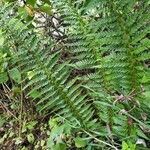 Polystichum aculeatum habit picture by Jan Schulte (cc-by-sa)