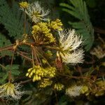 Albizia carbonaria habit picture by Nelson Zamora Villalobos (cc-by-nc)