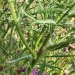 Centaurea hanryi leaf picture by laurent boniface (cc-by-sa)