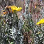 Senecio mairetianus leaf picture by Fabien Anthelme (cc-by-sa)