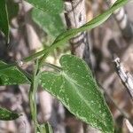 Funastrum cynanchoides leaf picture by Heather Van Shaar (cc-by-sa)