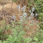 Echinops sphaerocephalus fruit picture by Dieter Albrecht (cc-by-sa)