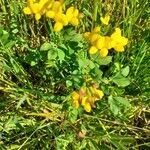 Lotus corniculatus habit picture by Boumlik Messaïli (cc-by-sa)